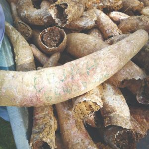 Kravlji rogovi u koje se sprema svjezi gnoj